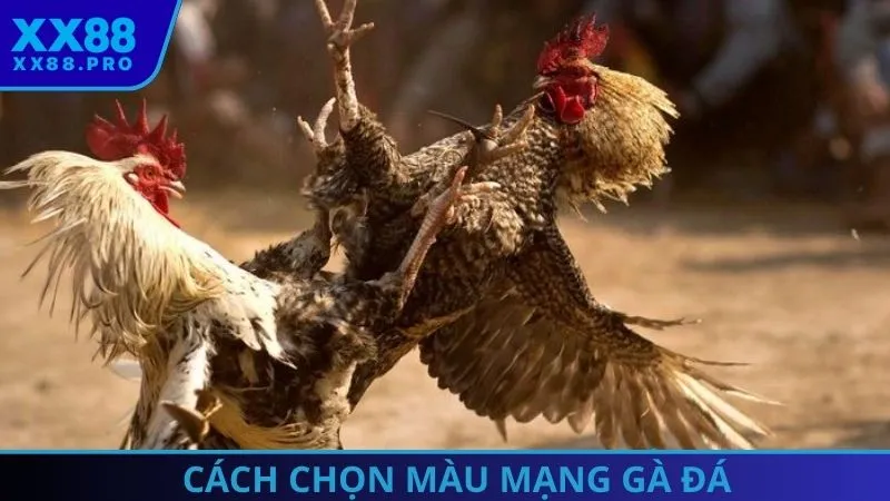Chọn màu mạng gà đá theo ngũ hành để chiếm ưu thế